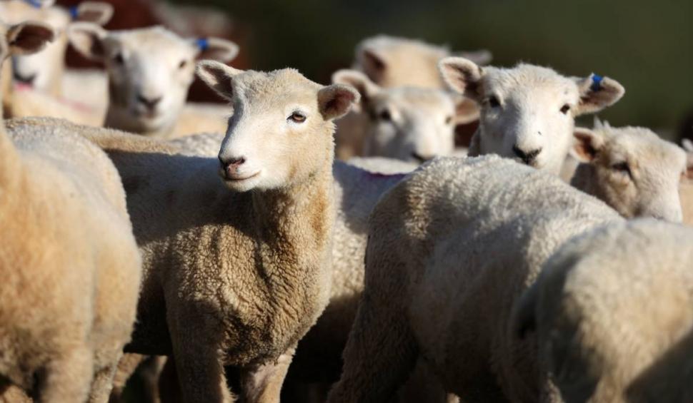 Un primar din Vaslui s-a apucat să sacrifice miei în curtea primăriei: "Băieții care au cumpărat mieii sunt de la oraș" 828603