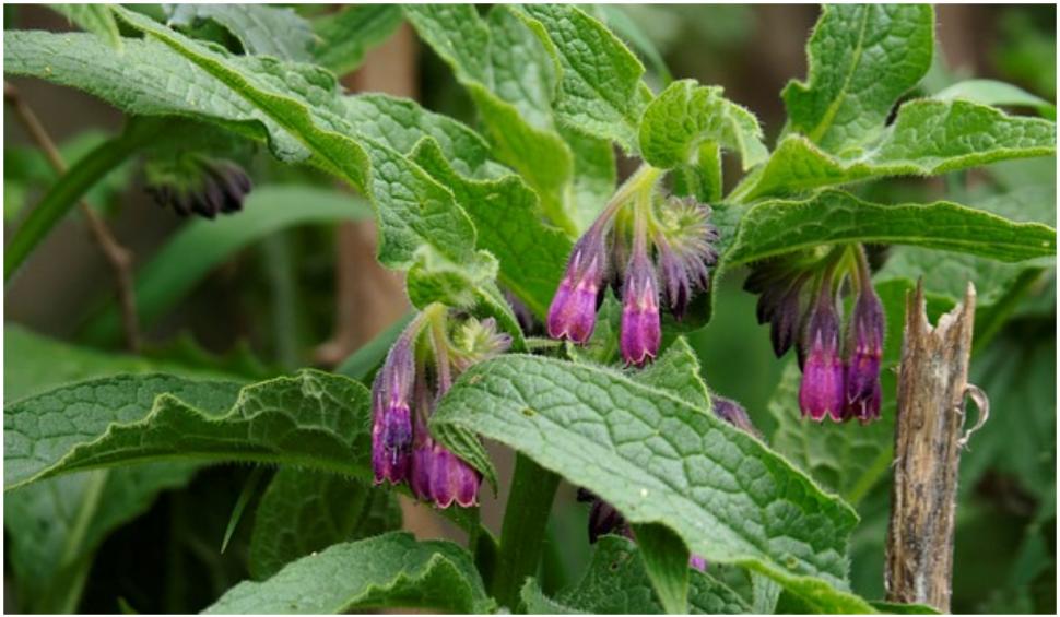 Remediul care te scapă de insomnie. Se iau seara şi se găsesc în farmacii la preţuri de la 8,5 lei 828629