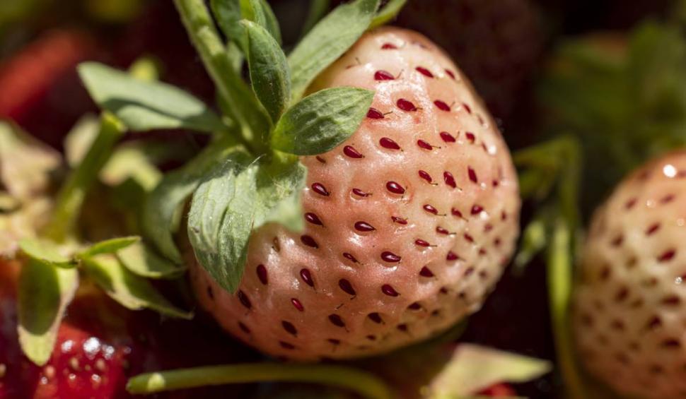 Căpșuna ananas: Ce gust are, cât costă și care sunt proprietățile uimitoare pentru organism  828686