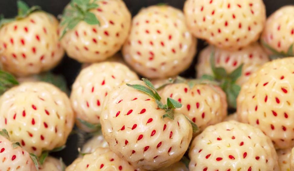 Căpșuna ananas: Ce gust are, cât costă și care sunt proprietățile uimitoare pentru organism  828687