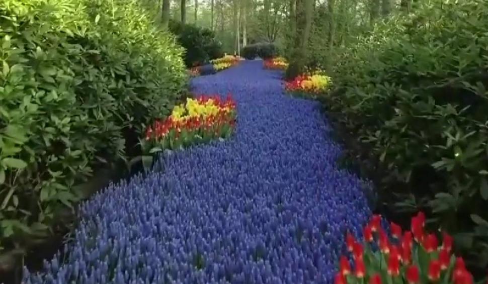 Așa arată cea mai mare grădină de flori din lume. A fost deschisă pentru vizitatori 828906