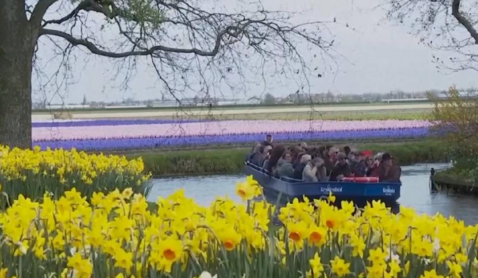 Așa arată cea mai mare grădină de flori din lume. A fost deschisă pentru vizitatori 828907