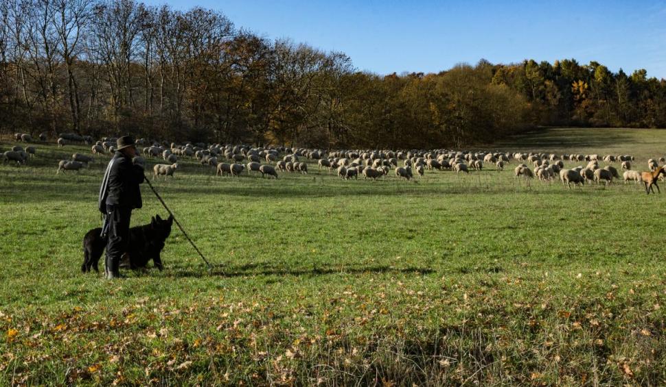 Un cioban de 63 de ani a mers patru zile pe jos ca să ajungă acasă. "Nu am bani de bilet și vreau să ajung la familia mea" 829947