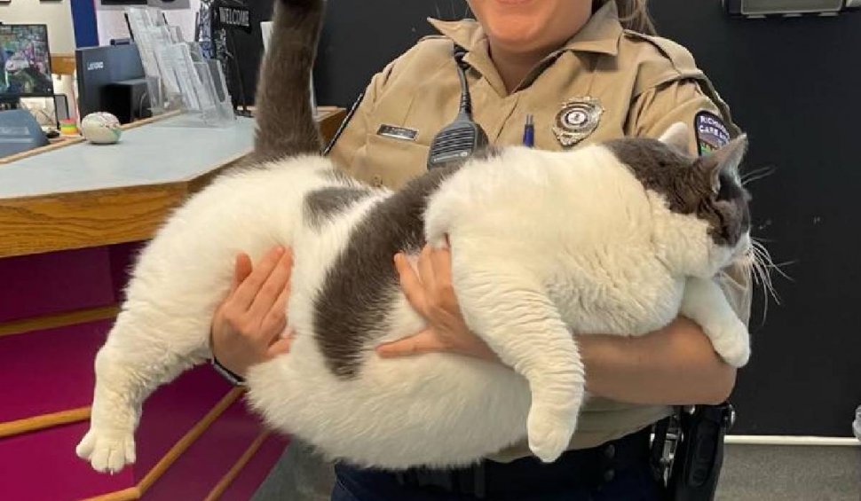 Ea este Patches, o pisică de 18 kilograme. Care este povestea ei