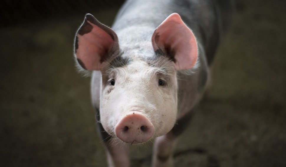 Legea porcului s-a schimbat. Câte animale pot creşte acum românii în gospodării şi ce restricţii au rămas