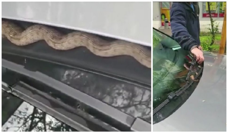 Un bucureştean a găsit un şarpe pe parbriz. Ce a făcut bărbatul imediat ce a coborât din maşină