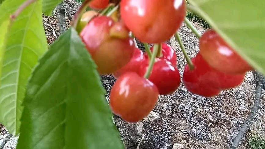 Imagini cu primele cireșe de mai din Europa, coapte în luna aprilie | Meteorologii anunță temperaturi istorice 830377