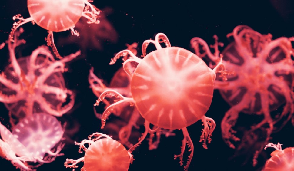 Cum arată meduza cu 24 de ochi descoperită recent | Este înrudită cu cea mai veninoasă creatură marină din lume