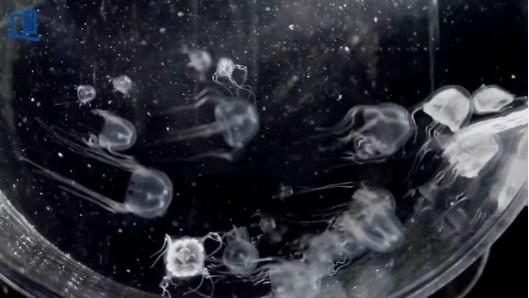 Cum arată meduza cu 24 de ochi descoperită recent | Este înrudită cu cea mai veninoasă creatură marină din lume 830842