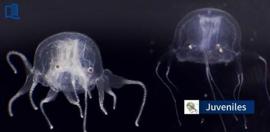 Cum arată meduza cu 24 de ochi descoperită recent | Este înrudită cu cea mai veninoasă creatură marină din lume 830843