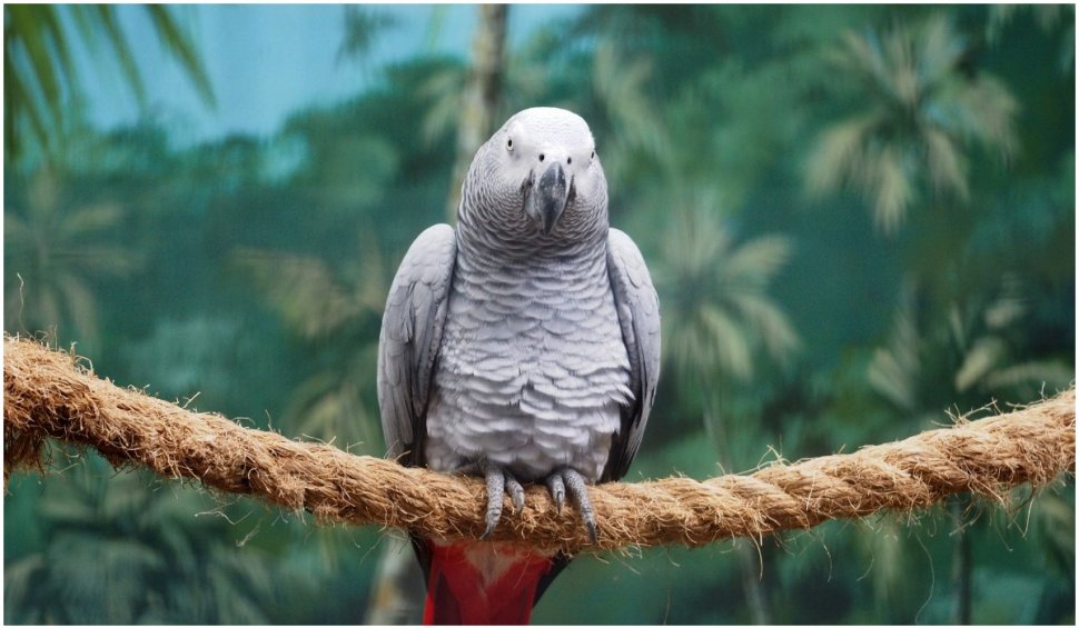Papagalii de la o grădină zoologică, izolați după ce au început să-i înjure pe vizitatori