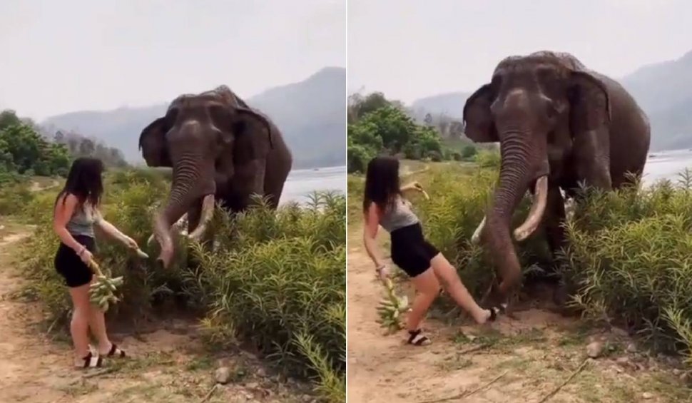 Momentul în care o femeie este atacată de un elefant, după ce l-a amăgit cu o banană, în India