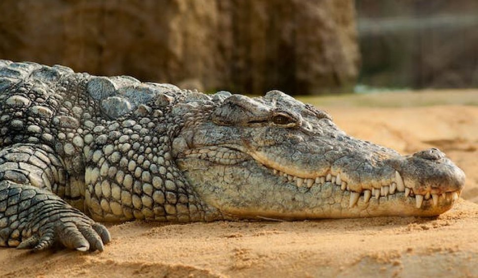 Resturile unui pescar dat dispărut au fost găsite în interiorul unui crocodil