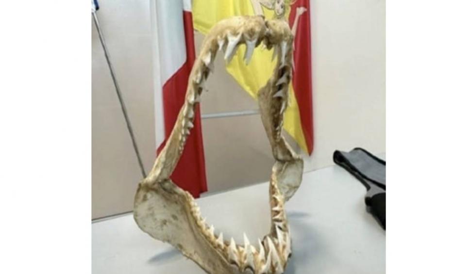 Suvenirul înfiorător cu care un turist s-a întors dintr-o vacanţă exotică. Bărbatul a primit o amendă de 5.000 de euro, în aeroport 831766