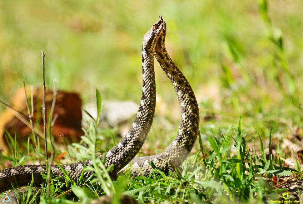 Imagini rare cu masculi de viperă cu corn în Parcul Național Defileul Jiului | Avertismentul specialiştilor 832112