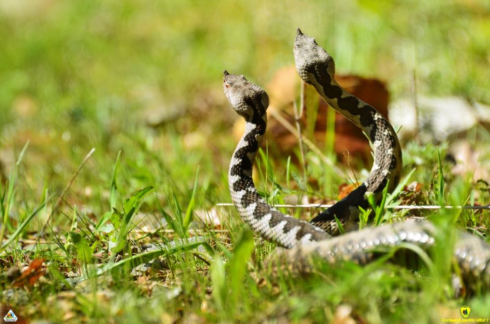 Imagini rare cu masculi de viperă cu corn în Parcul Național Defileul Jiului | Avertismentul specialiştilor 832114