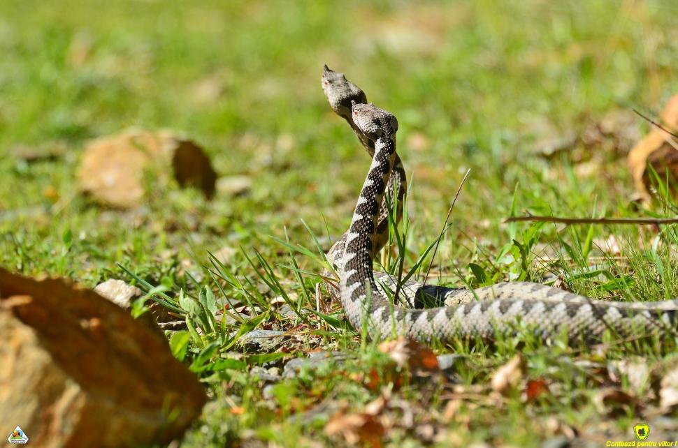 Imagini rare cu masculi de viperă cu corn în Parcul Național Defileul Jiului | Avertismentul specialiştilor 832115