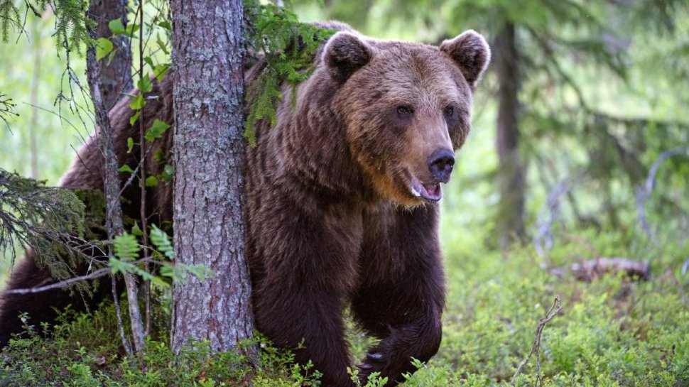 Ministerul Mediului trebuie să despăgubească cu 100.000 de lei un bărbat care a fost mutilat de urs
