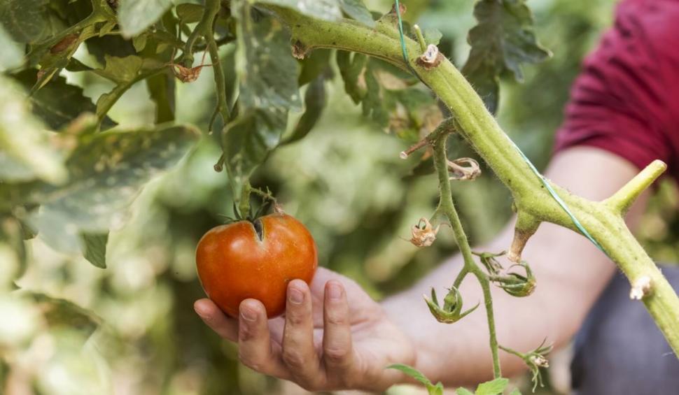 Roşii, castraveţi şi ardei de la "țărani", pline cu îngrășăminte interzise în România, vândute în supermarketuri şi angrouri 832062