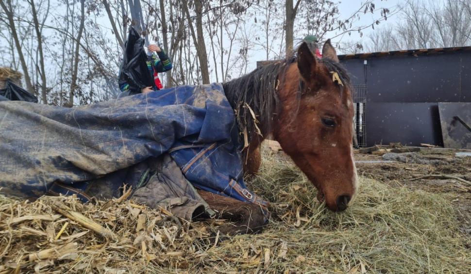 "Mâncau zăpadă, lemn și pământ. Unii plecaseră deja din lumea asta": Strigăt de disperare, după ce autoritățile din Ilfov au salvat cai și câini lăsați să moară în chinuri 832117