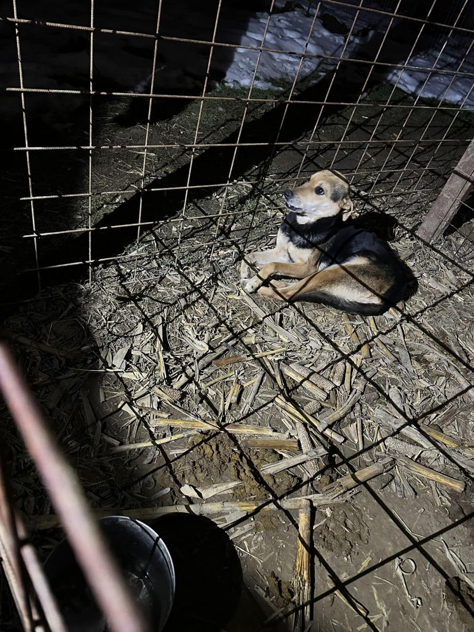 "Mâncau zăpadă, lemn și pământ. Unii plecaseră deja din lumea asta": Strigăt de disperare, după ce autoritățile din Ilfov au salvat cai și câini lăsați să moară în chinuri 832119