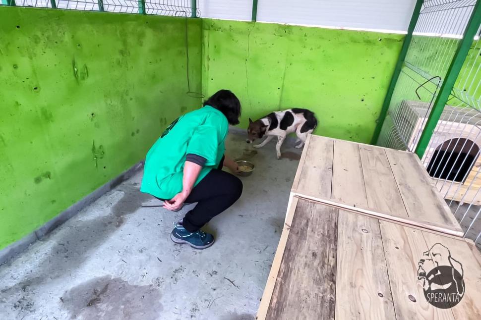 "Mâncau zăpadă, lemn și pământ. Unii plecaseră deja din lumea asta": Strigăt de disperare, după ce autoritățile din Ilfov au salvat cai și câini lăsați să moară în chinuri 832120