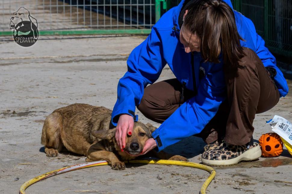 "Mâncau zăpadă, lemn și pământ. Unii plecaseră deja din lumea asta": Strigăt de disperare, după ce autoritățile din Ilfov au salvat cai și câini lăsați să moară în chinuri 832121