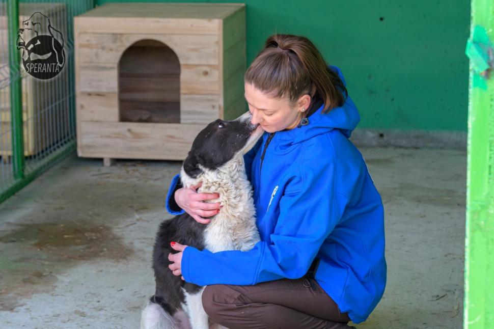 "Mâncau zăpadă, lemn și pământ. Unii plecaseră deja din lumea asta": Strigăt de disperare, după ce autoritățile din Ilfov au salvat cai și câini lăsați să moară în chinuri 832123
