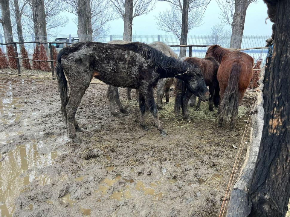 "Mâncau zăpadă, lemn și pământ. Unii plecaseră deja din lumea asta": Strigăt de disperare, după ce autoritățile din Ilfov au salvat cai și câini lăsați să moară în chinuri 832124