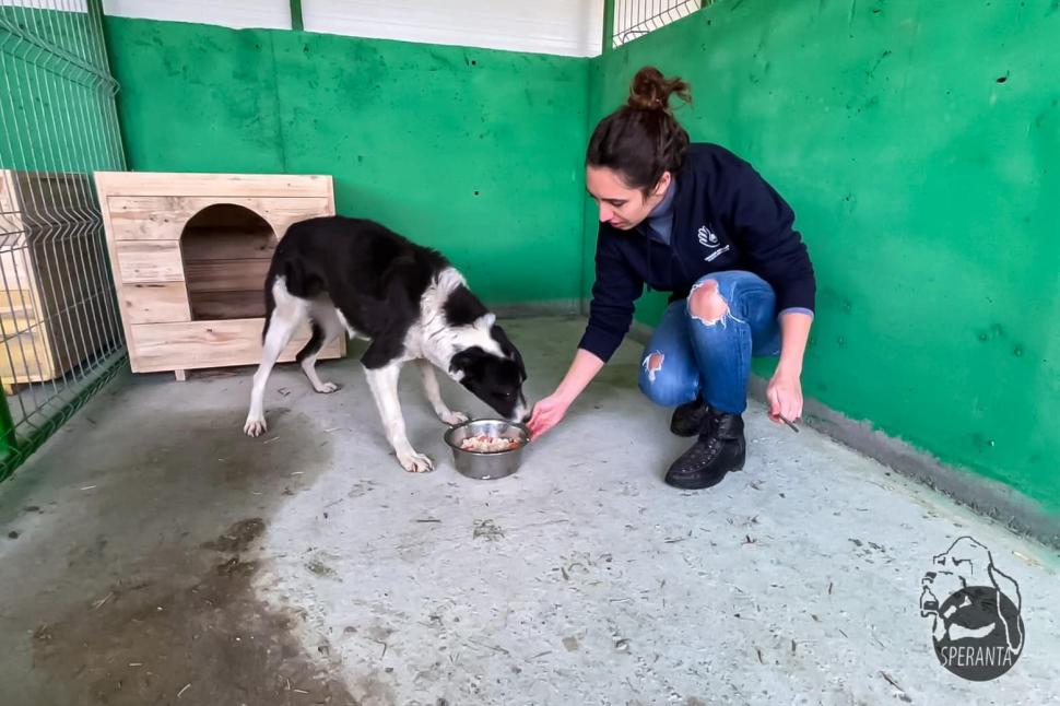 "Mâncau zăpadă, lemn și pământ. Unii plecaseră deja din lumea asta": Strigăt de disperare, după ce autoritățile din Ilfov au salvat cai și câini lăsați să moară în chinuri 832125