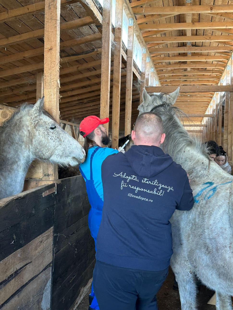 "Mâncau zăpadă, lemn și pământ. Unii plecaseră deja din lumea asta": Strigăt de disperare, după ce autoritățile din Ilfov au salvat cai și câini lăsați să moară în chinuri 832126