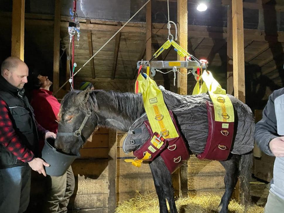 "Mâncau zăpadă, lemn și pământ. Unii plecaseră deja din lumea asta": Strigăt de disperare, după ce autoritățile din Ilfov au salvat cai și câini lăsați să moară în chinuri 832128