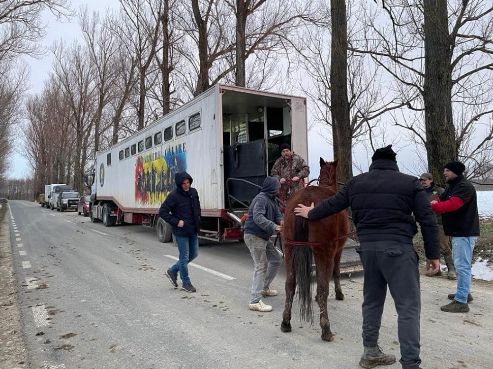 "Mâncau zăpadă, lemn și pământ. Unii plecaseră deja din lumea asta": Strigăt de disperare, după ce autoritățile din Ilfov au salvat cai și câini lăsați să moară în chinuri 832129