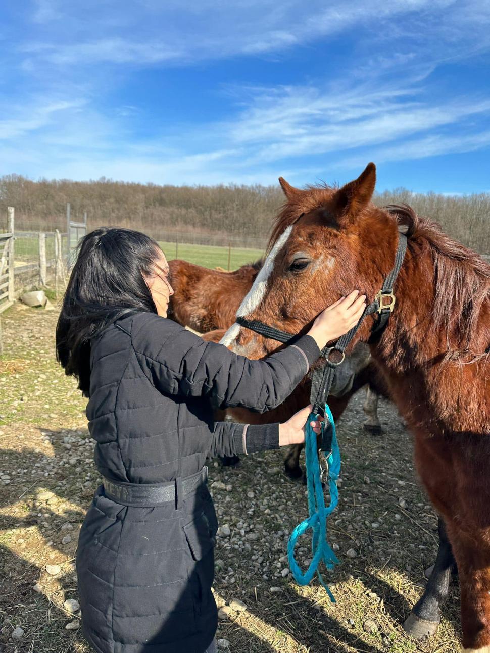 "Mâncau zăpadă, lemn și pământ. Unii plecaseră deja din lumea asta": Strigăt de disperare, după ce autoritățile din Ilfov au salvat cai și câini lăsați să moară în chinuri 832130