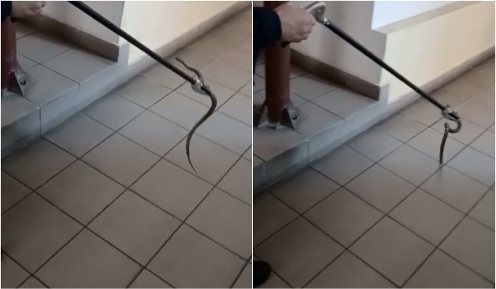 Un șarpe a fost găsit într-o stație ITP. A fost nevoie de intervenția jandarmilor 