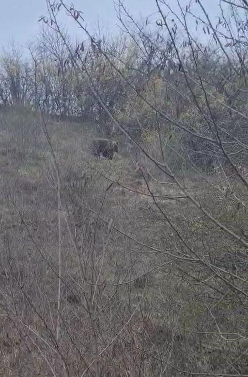 Autoritățile atrag atenția! Este o perioadă foarte periculoasă pentru cei care aleg să se plimbe în natură 832652