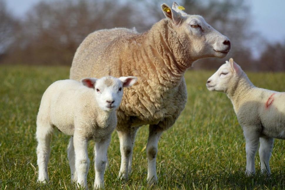 Un camion încărcat cu sute de oi s-a răsturnat în Bistriţa-Năsăud. Zeci de animale au murit pe loc