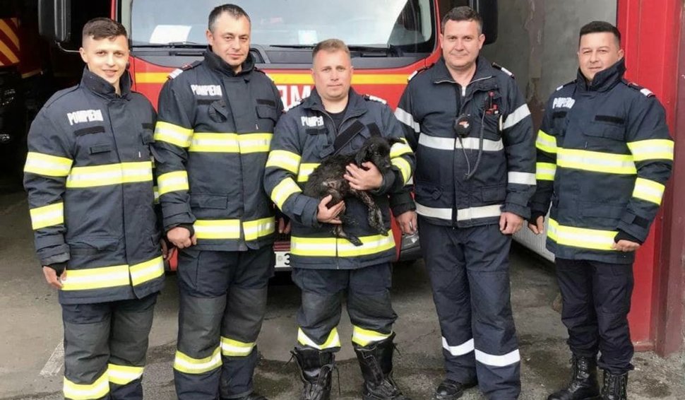 Un pui de căţel de câteva luni, care a căzut într-un loc plin cu smoală şi plângea, salvat de pompierii din Sibiu