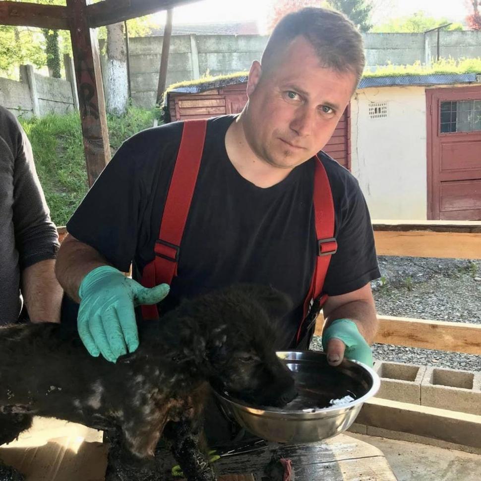 Un pui de căţel de câteva luni, care a căzut într-un loc plin cu smoală şi plângea, salvat de pompierii din Sibiu 832628