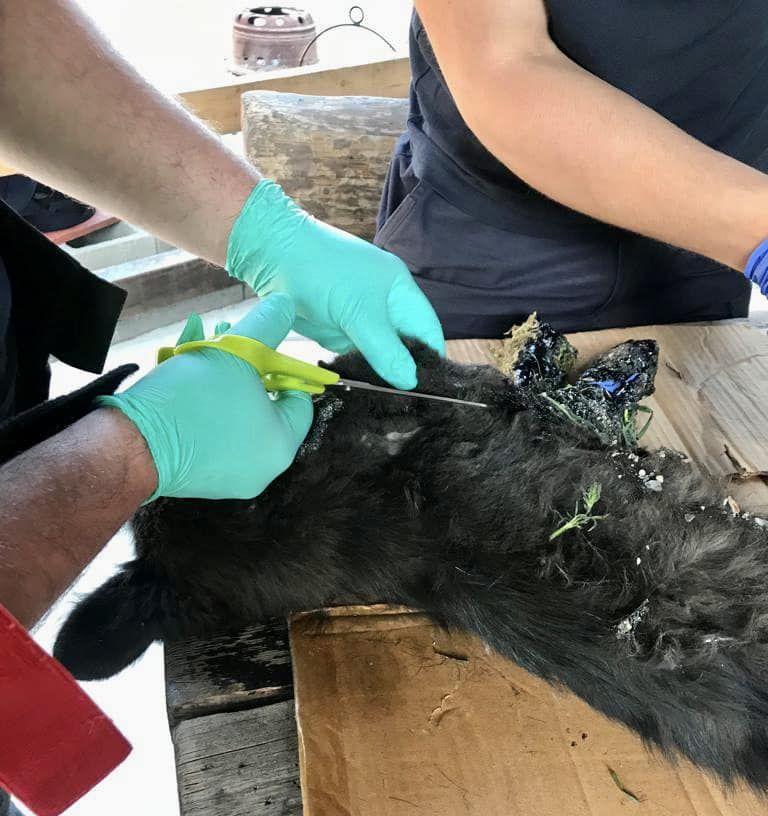 Un pui de căţel de câteva luni, care a căzut într-un loc plin cu smoală şi plângea, salvat de pompierii din Sibiu 832629