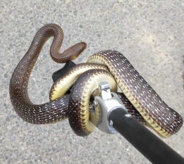 Şarpe de un metru şi jumătate, ascuns într-o maşină, în Reşiţa. Unde l-au găsit jandarmii alertați de proprietar 832928