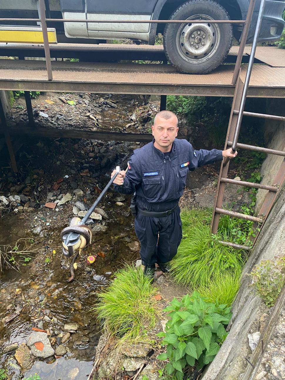 Şarpe de un metru şi jumătate, ascuns într-o maşină, în Reşiţa. Unde l-au găsit jandarmii alertați de proprietar 832930