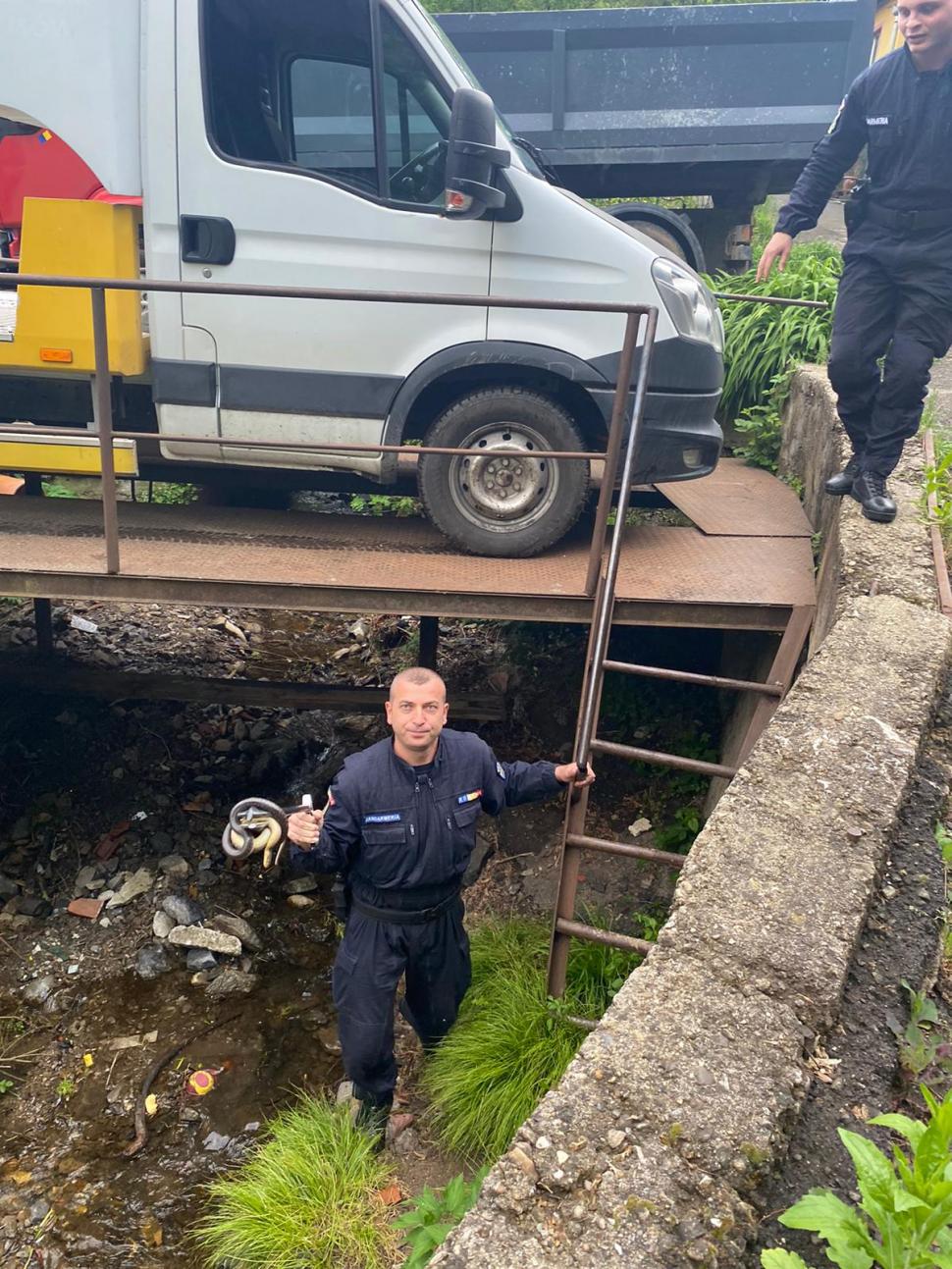 Şarpe de un metru şi jumătate, ascuns într-o maşină, în Reşiţa. Unde l-au găsit jandarmii alertați de proprietar 832931