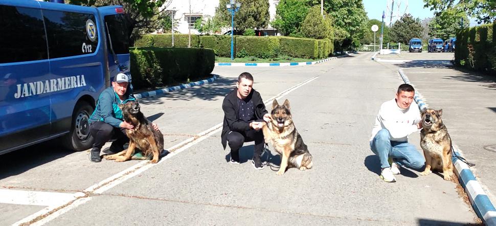 Ares, Ben şi Silva, trei câini jandarmi, ies la pensie, după 13 ani: "Vă mulţumim pentru tot ce aţi făcut pentru noi... pentru oameni!” 832886
