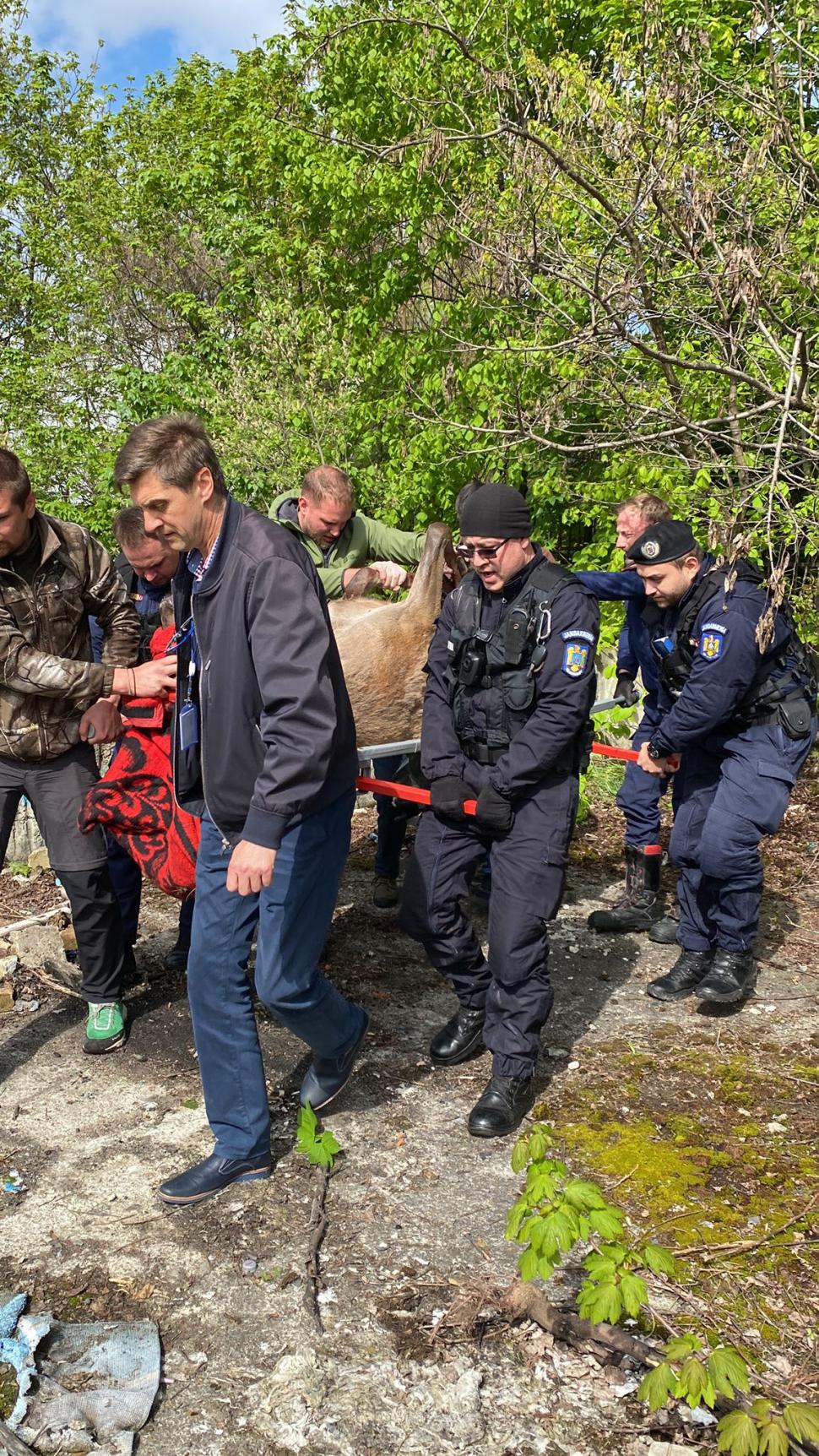 Misiune specială a jandarmilor: Au salvat un cerb care se rătăcise pe străzile din Braşov 833145