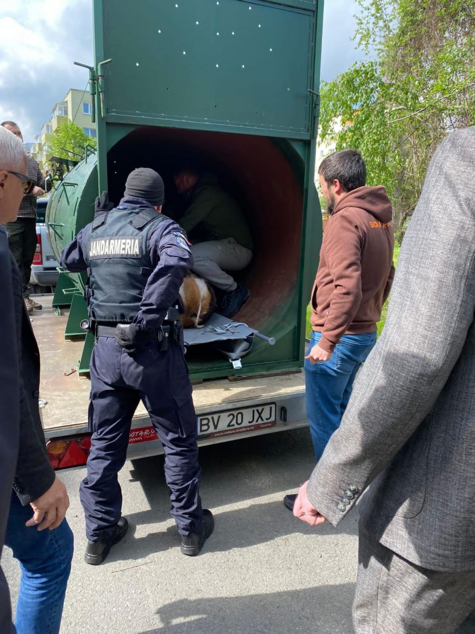 Misiune specială a jandarmilor: Au salvat un cerb care se rătăcise pe străzile din Braşov 833146