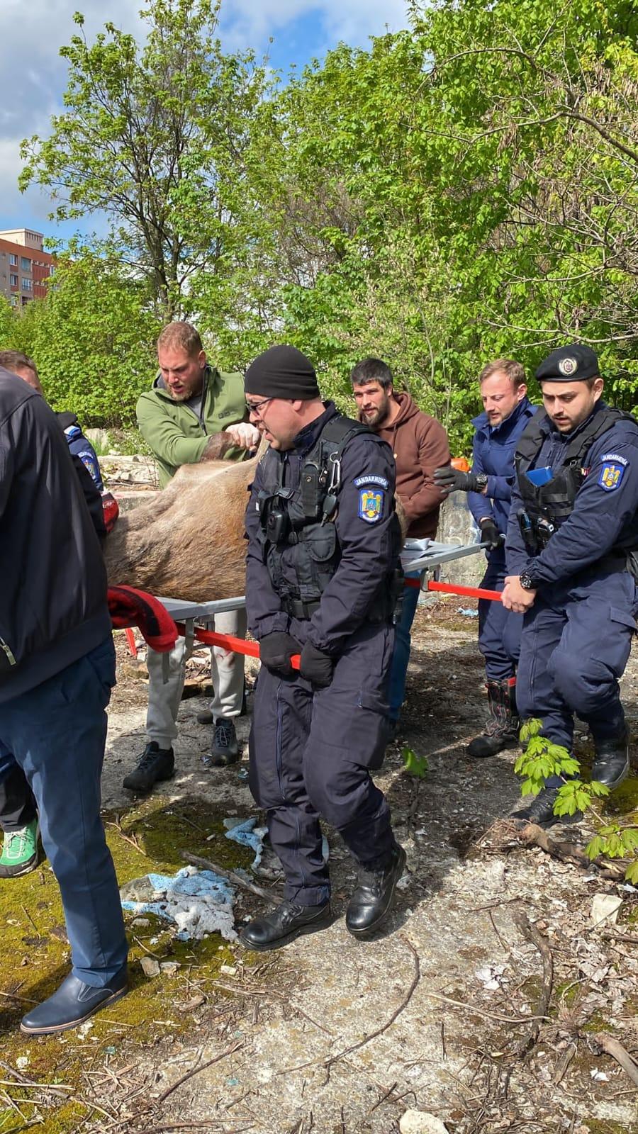 Misiune specială a jandarmilor: Au salvat un cerb care se rătăcise pe străzile din Braşov 833147