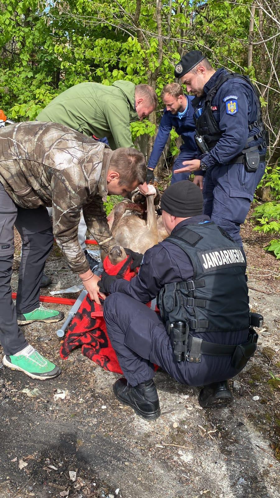 Misiune specială a jandarmilor: Au salvat un cerb care se rătăcise pe străzile din Braşov 833148