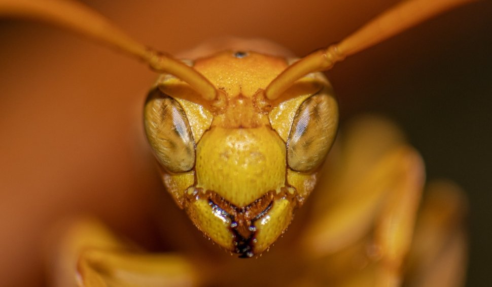 Noi specii de insecte, identificate pentru prima dată în România. Imagini inedite!