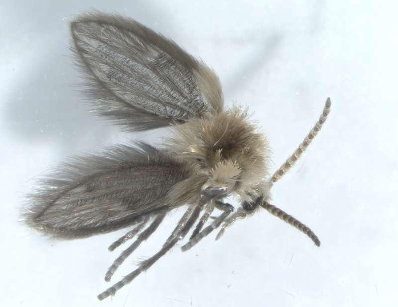 Noi specii de insecte, identificate pentru prima dată în România. Imagini inedite! 833192